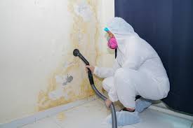 Best Black Mold Removal  in De Kal, TX